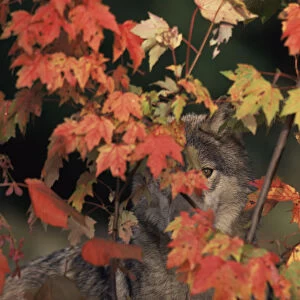 Grey wolf portrait hidden behind autumn leaves {Canis lupus} captive, USA