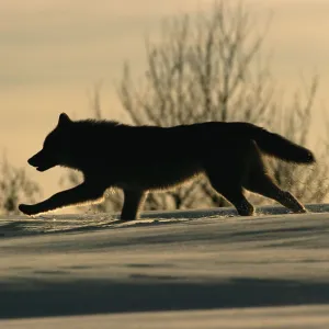 Grey wolf running silhouetted {Canis lupus} Toropets, Russia