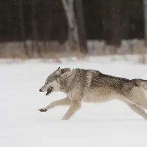 Loup gris en train de courir dans la neige (Canis lupus), Minnesota, États-Unis. Janvier. Situation contrôlée. Loup gris en train de courir dans la neige (Canis lupus), Minnesota, États-Unis. Janvier. Situation contrôlée.