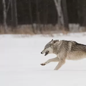 Grey wolf running in snow (Canis lupus), Minnesota, USA. January. Controlled situation