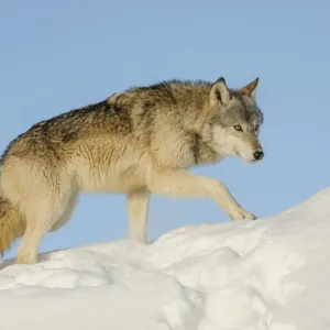 Loup gris dans la neige (Canis lupus), Minnesota, États-Unis. Janvier. Situation contrôlée. Loup gris dans la neige (Canis lupus), Minnesota, États-Unis. Janvier. Situation contrôlée.