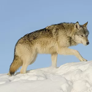 Grey wolf in snow (Canis lupus), Minnesota, USA. January. Controlled situation