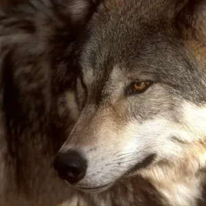 Grey wolf, USA Grey wolf, USA