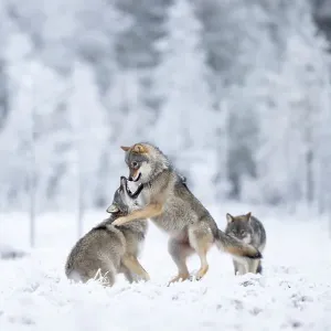 Two Grey Wolves Play Fighting in Snow Print Two Grey Wolves Play Fighting in Snow Print