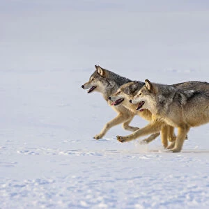 Grey wolves (Canis lupus) in snow, captive