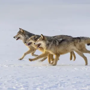 Grey Wolf Print in Snow Grey Wolf Print in Snow