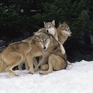 Grey wolves playing in snow {Canis lupus} captive, USA