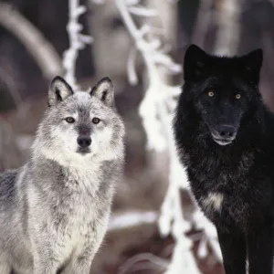 Grey wolves showing fur colour variation. (Canis lupus)