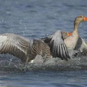 Greylag geese Print, fighting in Antwerp, Belgium Greylag geese Print, fighting in Antwerp, Belgium