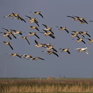 Greylag geese (Anser anser) flock in flight and single white plumage bird, Norfolk, UK