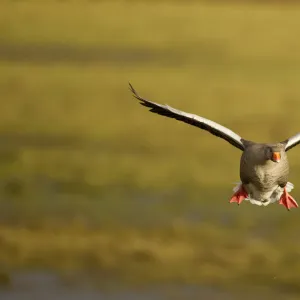 Greylag Goose (Anser anser) in flight, Caerlaverock WWT, Scotland, Solway, UK, January