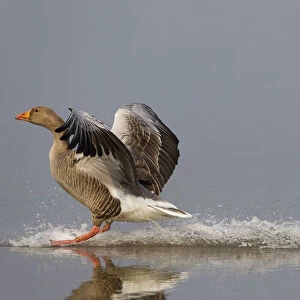 Greylag Goose (Anser anser) landing on water. Norfolk, UK, Europe, April