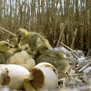 Greylag goose {Anser anser} newly hatched chicks on nest, Poland