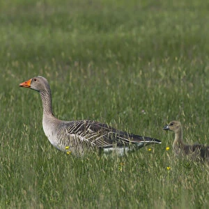 Greylag goose (Anser anser) pair with goslings, Texel, Netherlands, May 2009
