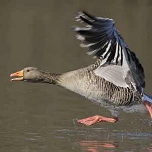 Greylag goose (Anser anser) taking flight from lake. Southern Norway. March