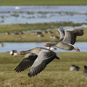 Greylag goose pair (Anser anser) in flight over flooded pastureland with many grazing wildfowl