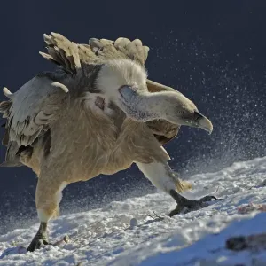 Griffon vulture (Gyps fulvus) at feeding site, Cebollar, Torla, Aragon, Spain, November Griffon vulture (Gyps fulvus) at feeding site, Cebollar, Torla, Aragon, Spain, November
