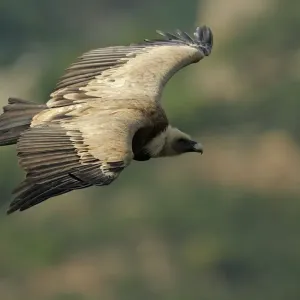 Wild Wonders of Europe 2