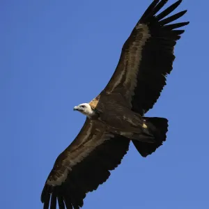 Griffon vulture (Gyps fulvus) in flight, Montejo de la Vega, Segovia, Castilla y Leon Griffon vulture (Gyps fulvus) in flight, Montejo de la Vega, Segovia, Castilla y Leon