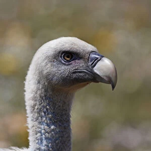 Griffon vulture (Gyps fulvus) head portrait, Extremadura, Spain, April 2009
