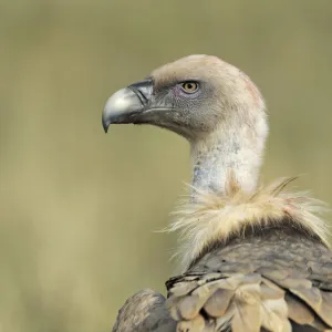 Griffon vulture (Gyps fulvus) portrait, Serra de Beumort, Gerri de la Sal, Catalonia