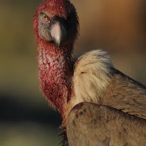 Griffon vulture (Gyps fulvus) portrait, head covered in blood from feeding, Montejo de la Vega Griffon vulture (Gyps fulvus) portrait, head covered in blood from feeding, Montejo de la Vega
