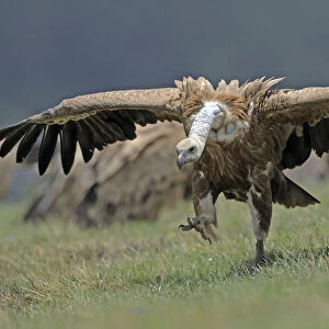 Griffon vulture (Gyps fulvus) running with wings stretched, Andorra, June 2009