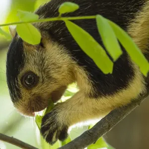 Grizzled giant squirrel Print, Cauvery Wildlife Sanctuary Grizzled giant squirrel Print, Cauvery Wildlife Sanctuary