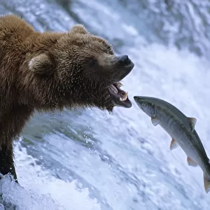 Grizzly bear catching salmon, Brooks river, Katmai NP {Ursus arctos horribilis}