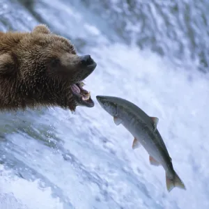 Grizzly bear catching salmon, Brooks river, Katmai NP {Ursus arctos horribilis}