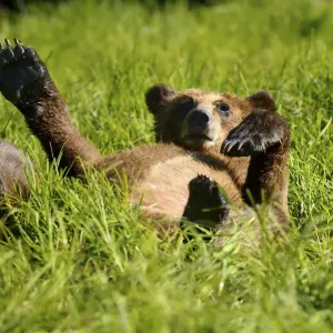 Grizzly bear cub (Ursus arctos horribilis) resting in the sedges, Khutzeymateen Grizzly Grizzly bear cub (Ursus arctos horribilis) resting in the sedges, Khutzeymateen Grizzly