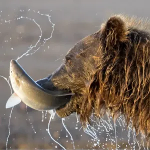 Grizzly Bear (Ursus arctos) eating a fish, Lake Clarke National Park, Alaska, August