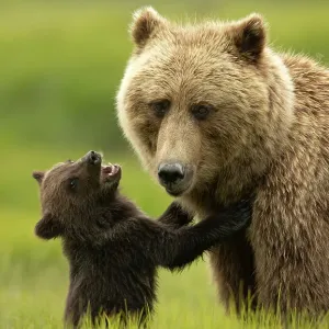 Grizzly bear mother and cub print Grizzly bear mother and cub print