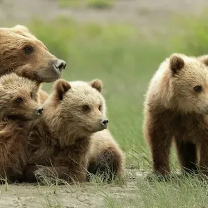 Grizzly bear mother with three cubs print Grizzly bear mother with three cubs print