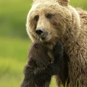 Grizzly bear (Ursus arctos) female and nuzzling cub, Lake Clark National Park, Silver Salmon, Alaska. July Grizzly bear (Ursus arctos) female and nuzzling cub, Lake Clark National Park, Silver Salmon, Alaska. July