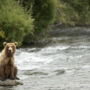 Grizzly bear (Ursus arctos) fishing in the rapids, Brooks falls in Katmai National Park