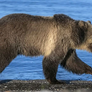 Grizzly bear (Ursus arctos horribilis) running along shore of Yellowstone Lake at sunrise