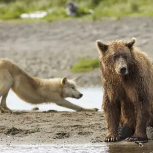 Grizzly bear (Ursus arctos horribilis) with Grey wolf (Canis lupus) stretching behind Grizzly bear (Ursus arctos horribilis) with Grey wolf (Canis lupus) stretching behind