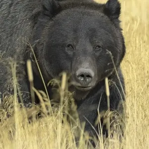 Grizzly bear (Ursus arctos horribilis) in long grass, Yellowstone NP, Wyoming, USA Grizzly bear (Ursus arctos horribilis) in long grass, Yellowstone NP, Wyoming, USA