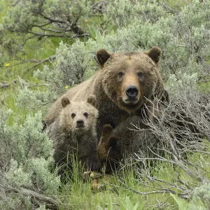 Grizzly Bear (Ursus arctos horribilis) mother and cubs. Grand Teton National Park Grizzly Bear (Ursus arctos horribilis) mother and cubs. Grand Teton National Park