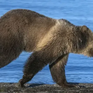 Grizzly bear running along Yellowstone Lake shoreline print Grizzly bear running along Yellowstone Lake shoreline print