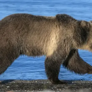 Grizzly bear (Ursus arctos horribilis) running along shore of Yellowstone Lake at sunrise Grizzly bear (Ursus arctos horribilis) running along shore of Yellowstone Lake at sunrise