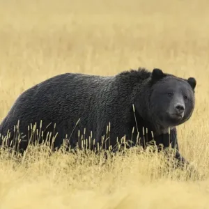 Grizzly bear (Ursus arctos horribilis) walking through long grass, Yellowstone NP Grizzly bear (Ursus arctos horribilis) walking through long grass, Yellowstone NP