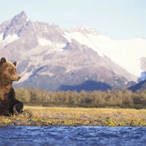 Grizzly bear (Ursus arctos horribils) sow sits in riverbed with a mountain range in background