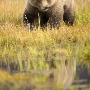 Grizzly Bear (Ursus arctos) portrait, Lake Clarke National Park, Alaska, September