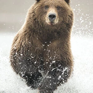 Grizzly bear (Ursus arctos) running through water, Lake Clark National Park, Alaska