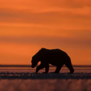 Grizzly Bear (Ursus arctos) silhouetted at dawn, Lake Clarke National Park, Alaska