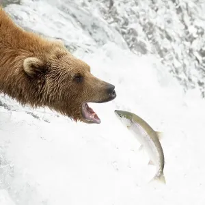 Grizzly bear Print: Salmon catch at Brooks Falls, Alaska Grizzly bear Print: Salmon catch at Brooks Falls, Alaska