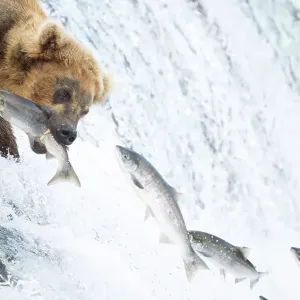 Grizzly bear (Ursus arctos) standing at top of waterfall catching Salmon (Salmo sp. ), Brooks Falls, Katmai National Park, Alaska. July Grizzly bear (Ursus arctos) standing at top of waterfall catching Salmon (Salmo sp. ), Brooks Falls, Katmai National Park, Alaska. July