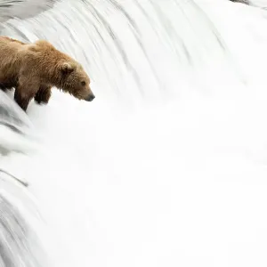 Grizzly bear (Ursus arctos) watching for Salmon at top of waterfall, Brooks Falls, Katmai National Park, Alaska, USA. July Grizzly bear (Ursus arctos) watching for Salmon at top of waterfall, Brooks Falls, Katmai National Park, Alaska, USA. July